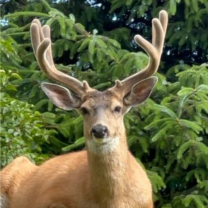 Meet your Posher, BUCK…BUCK NAKED